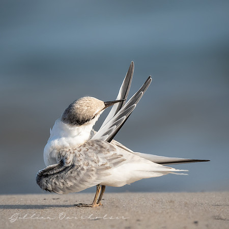 Juvenile Least Tern