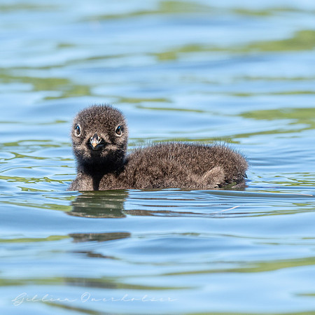 Loon Baby