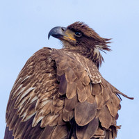 Young Bald Eagle