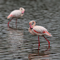 Flamingos