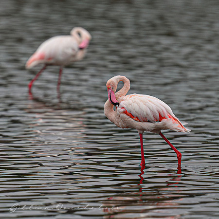 Flamingos