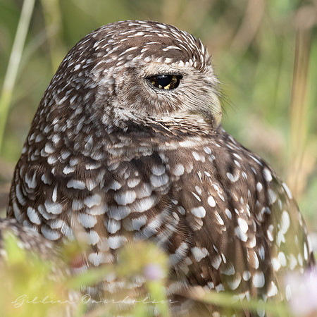 Burrowing Owl