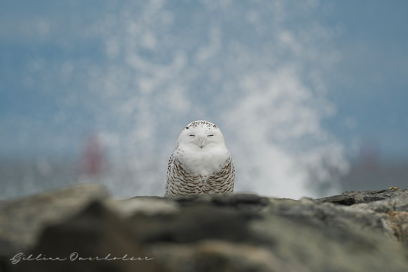 Snowy Owl