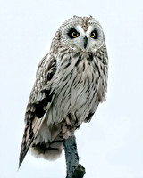 Short Eared Owl/High Key