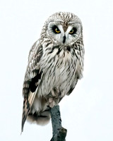 Short Eared Owl/High Key