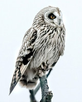 Short Eared Owl/High Key