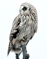 Short Eared Owl/High Key