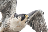 Peregrine Takeoff