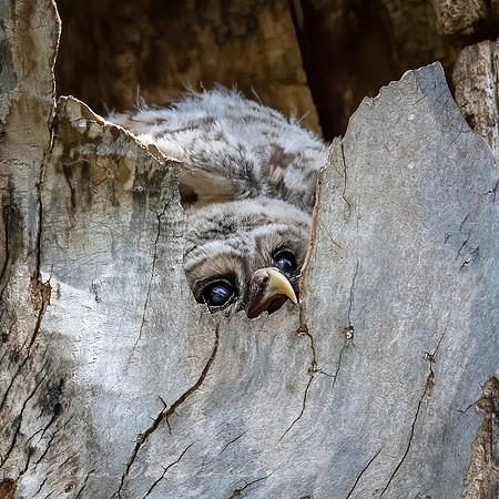 Barred Owlet