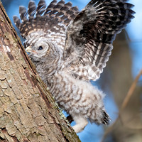 Barred Owlet