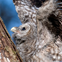 Barred Owlet