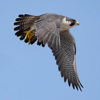 Peregrine Falcon