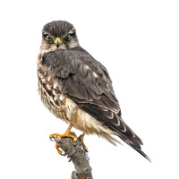 Merlin