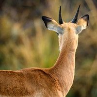 Young Impala