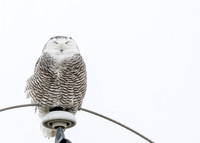 Snowy Owl