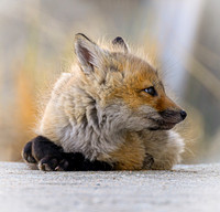Red Fox Kit