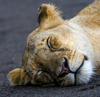 Sleeping Lioness