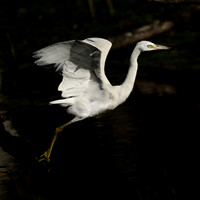 Little Blue Heron