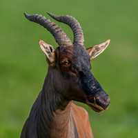 Topi