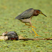 Green Heron