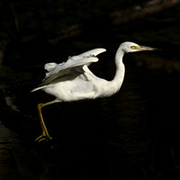 Little Blue Heron