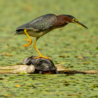Green Heron