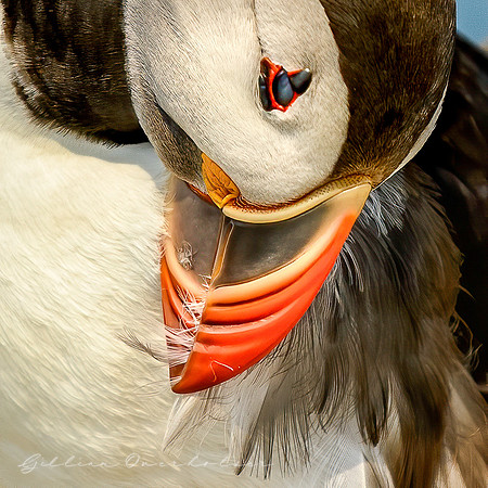 Atlantic Puffin