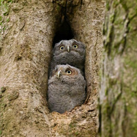 Screech Owlets