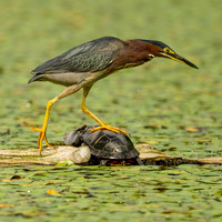 Green Heron