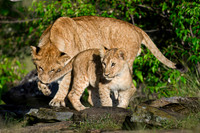 LIon Sibliings