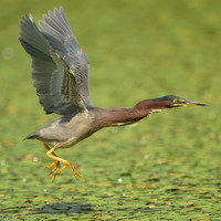 Green Heron