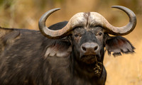 Cape Buffalo
