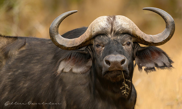 Cape Buffalo