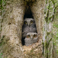 Screech Owlets