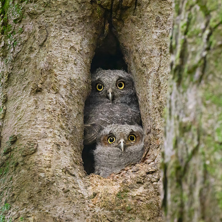 Screech Owlets
