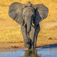 Young Elephant