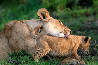 Mother Lion and Cub