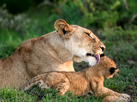 Mother Lion and Cub