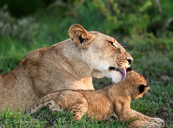 Mother Lion and Cub