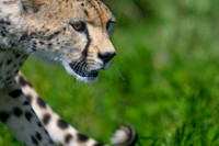Cheetah