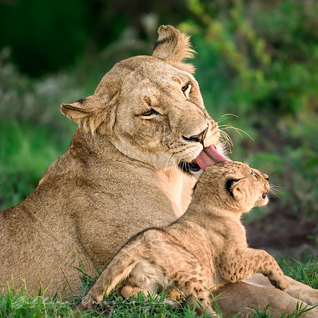 Mother Lion and Cub