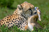 Cheetah