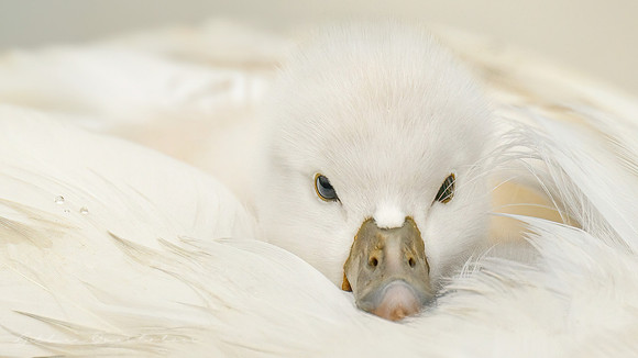 Cygnet