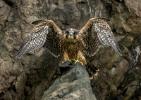 Juvenile Peregrine