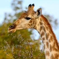 Giraffe in Acacia Thorns