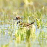 Kildeer