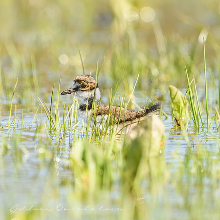 Kildeer