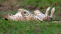 Cheetah