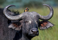 Cape Buffalo