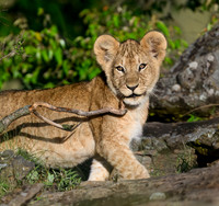 LIon Cub